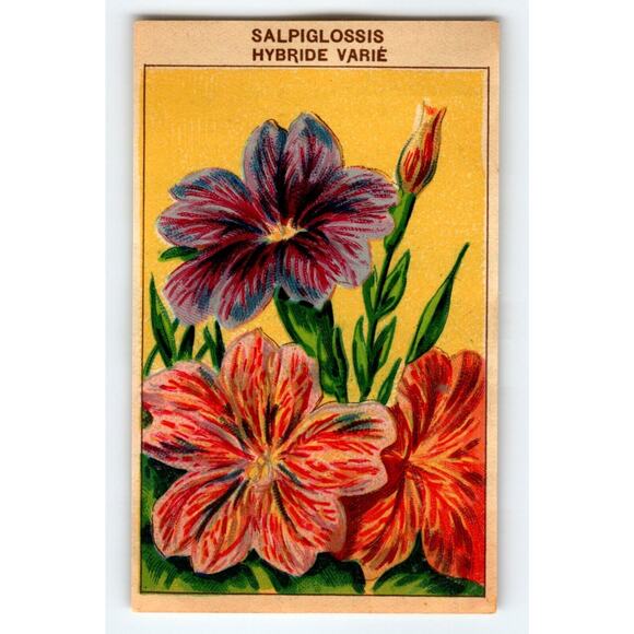1920's Flower Seed Art Print SALPIGLOSSIS Lithograph Original Vintage Unused - Picture 1 of 2